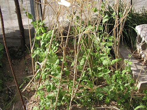 f0041021_20124219.jpg