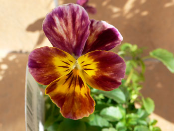 f0061334_21425168.jpg