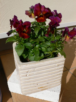 f0061334_214347.jpg