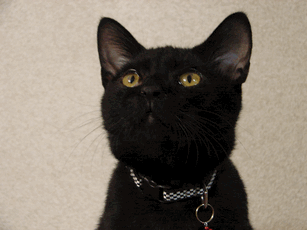 c0136736_17311122.gif