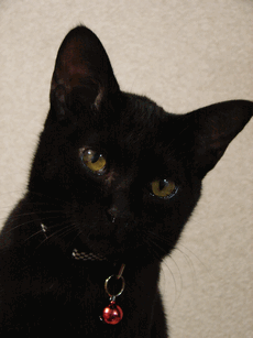 c0136736_17333684.gif