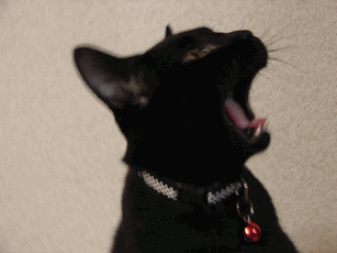 c0136736_1736428.gif