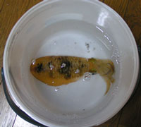 d0058958_0342086.jpg