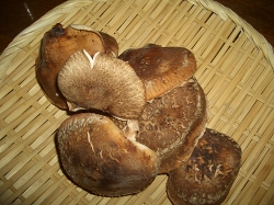 f0118282_2118162.jpg