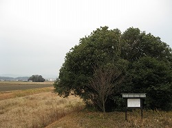 e0041168_114128.jpg
