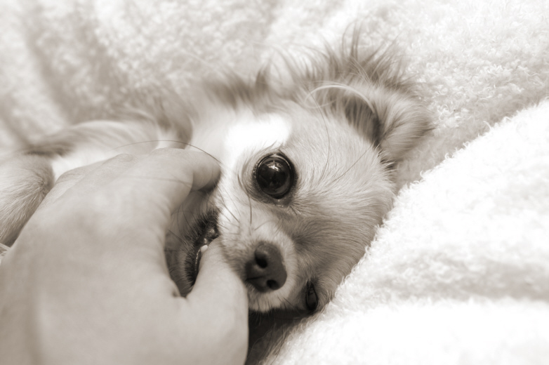 c0026870_18392930.jpg