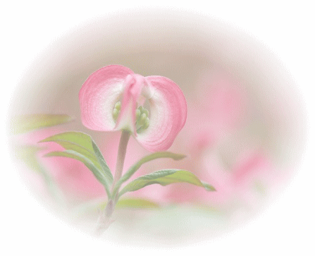 e0077875_10311625.gif