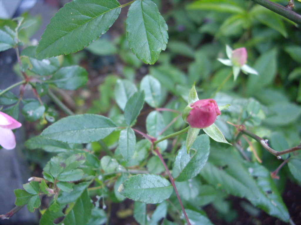 f0143386_22463747.jpg