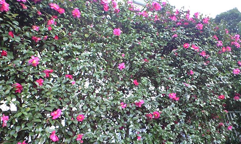 b0083902_222780.jpg