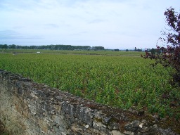 d0135403_5185596.jpg