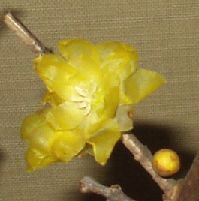 d0093936_2114891.jpg