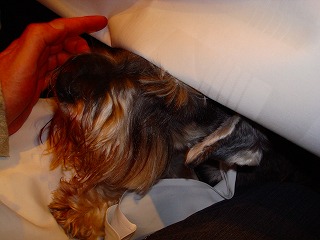 c0153740_2553250.jpg