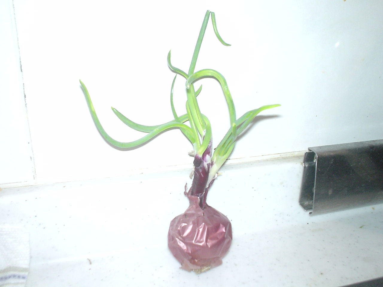 c0150520_19331682.jpg