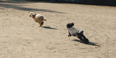 c0136736_19153462.gif