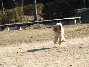 c0136736_1915520.gif