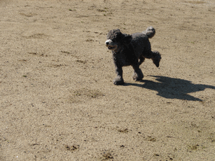 c0136736_1916543.gif