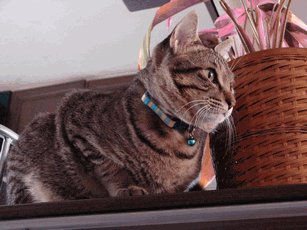 c0136736_19264030.gif