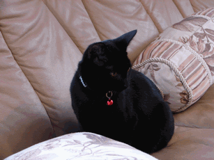 c0136736_1927125.gif