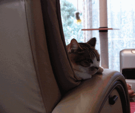 c0136736_1930158.gif