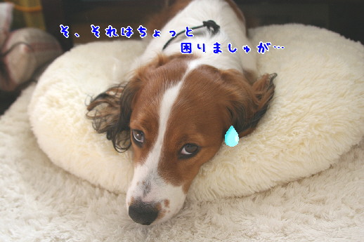 d0013149_0292845.jpg