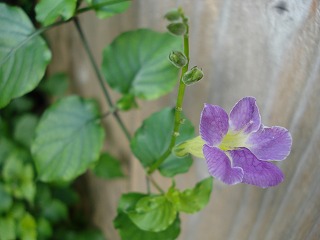 b0086362_13385270.jpg
