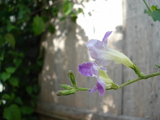 b0086362_13392419.jpg