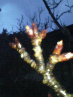 c0082785_17125261.jpg