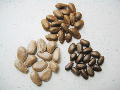 2種類のシャカトウとチェリモヤの種の比較, comparing seeds of 2 types of sugarapple and cherimoya