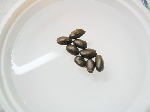 シャカトウの種を水に浸す, soaking the sugarapple seeds in water