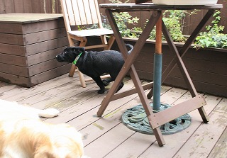 c0156510_1752859.jpg