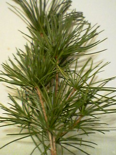 d0130923_23294966.jpg