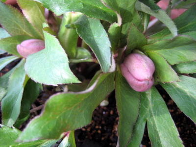 c0147952_20201085.jpg