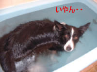 c0120585_18441121.jpg
