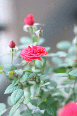 d0100192_193237.gif