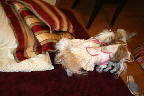 c0011204_2274678.jpg