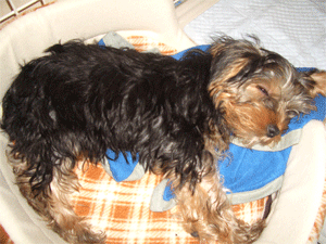 c0143711_23144160.gif