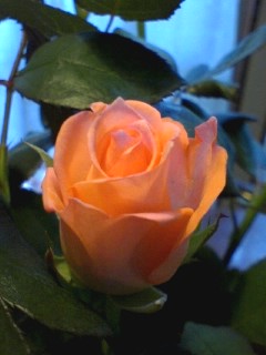 c0034615_22272945.jpg