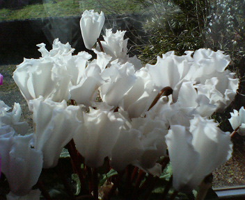 f0036223_11301011.jpg