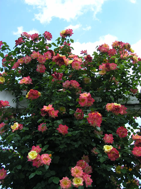 e0066733_2233252.jpg