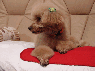 c0136736_19451828.gif