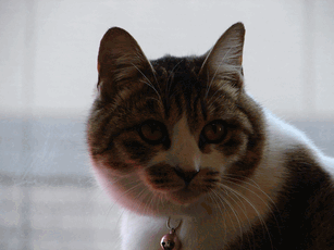c0136736_19474250.gif