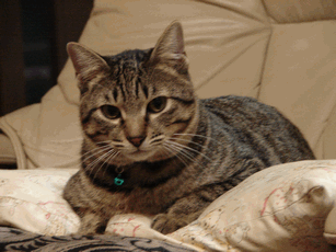 c0136736_1947853.gif