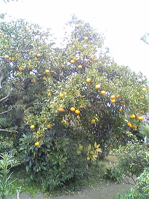 e0087443_1421931.jpg