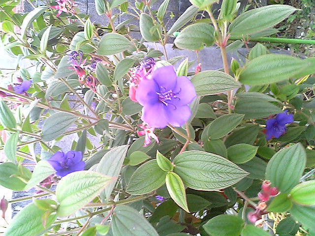 e0087443_146342.jpg