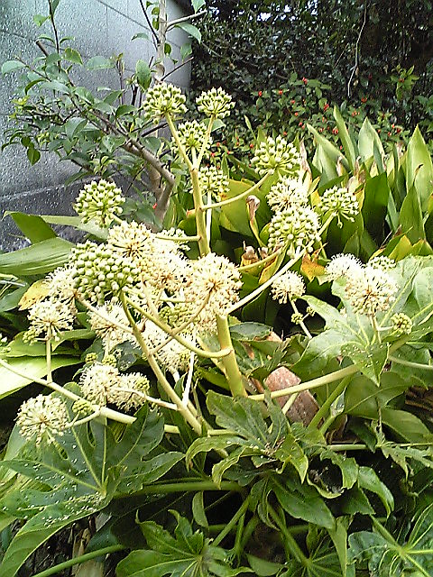 e0087443_1473791.jpg