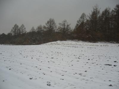b0045357_924245.jpg
