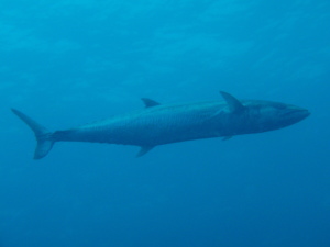 c0039073_17351490.jpg