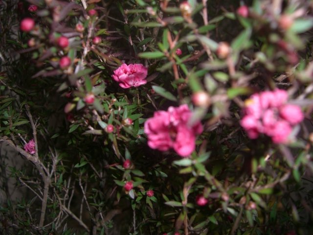 f0137275_7562963.jpg