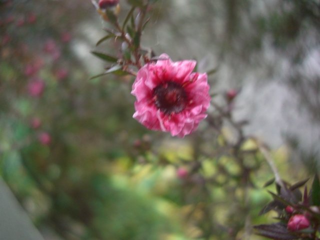 f0137275_7565291.jpg