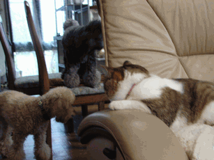 c0136736_22102650.gif
